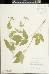 Thaspium trifoliatum image