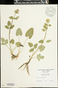 Thaspium trifoliatum image