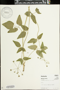 Thaspium trifoliatum image