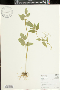 Thaspium trifoliatum image