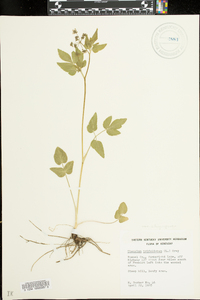 Thaspium trifoliatum image