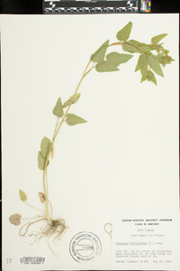 Thaspium trifoliatum image