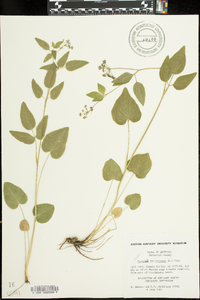 Thaspium trifoliatum image