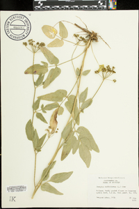 Thaspium trifoliatum image