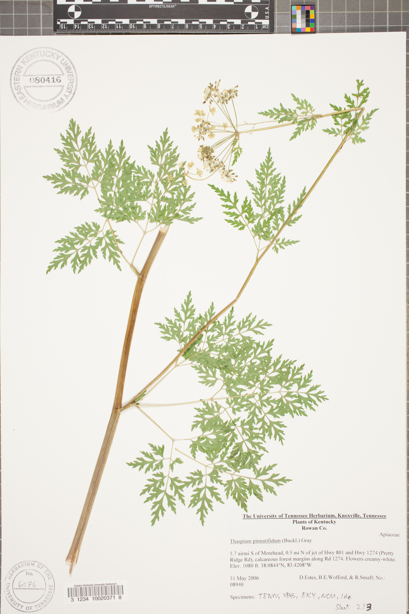 Thaspium pinnatifidum image