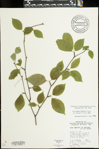 Ilex ambigua subsp. montana image