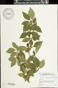 Ilex ambigua image