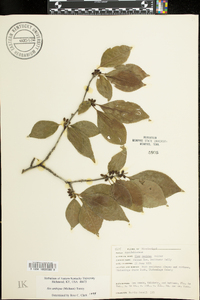 Ilex ambigua image