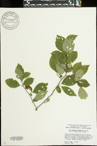 Ilex ambigua image