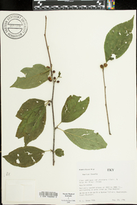 Ilex ambigua subsp. montana image