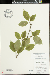 Ilex ambigua subsp. montana image