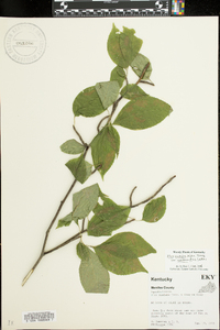 Ilex montana image