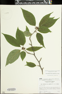 Ilex ambigua image