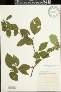 Ilex ambigua subsp. montana image