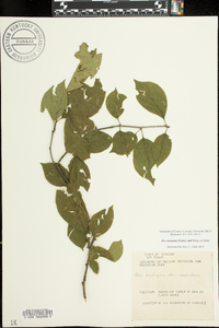 Ilex ambigua image