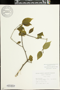 Ilex ambigua image