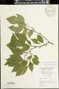 Ilex ambigua subsp. montana image