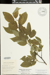 Ilex ambigua subsp. montana image