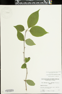 Ilex ambigua subsp. montana image