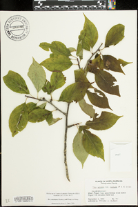 Ilex ambigua image