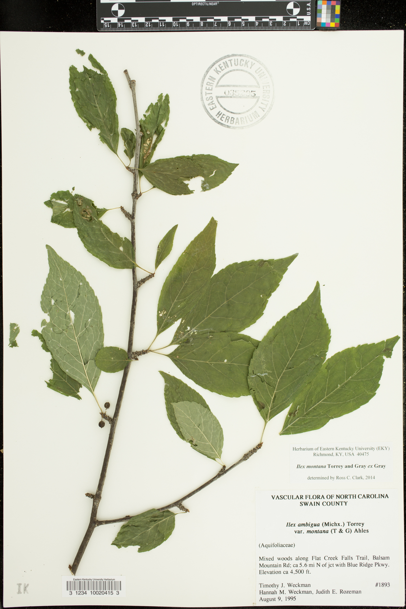 Ilex ambigua subsp. montana image