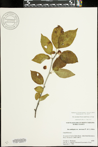 Ilex ambigua image