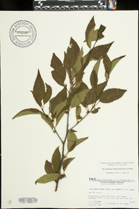 Ilex ambigua subsp. montana image