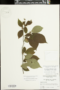 Ilex ambigua subsp. montana image