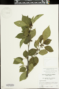 Ilex ambigua subsp. montana image