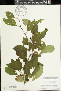 Ilex montana image