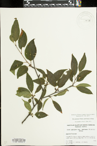 Ilex ambigua subsp. montana image