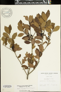 Ilex coriacea image