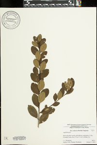 Ilex coriacea image