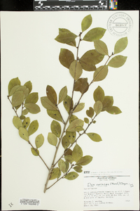 Ilex coriacea image