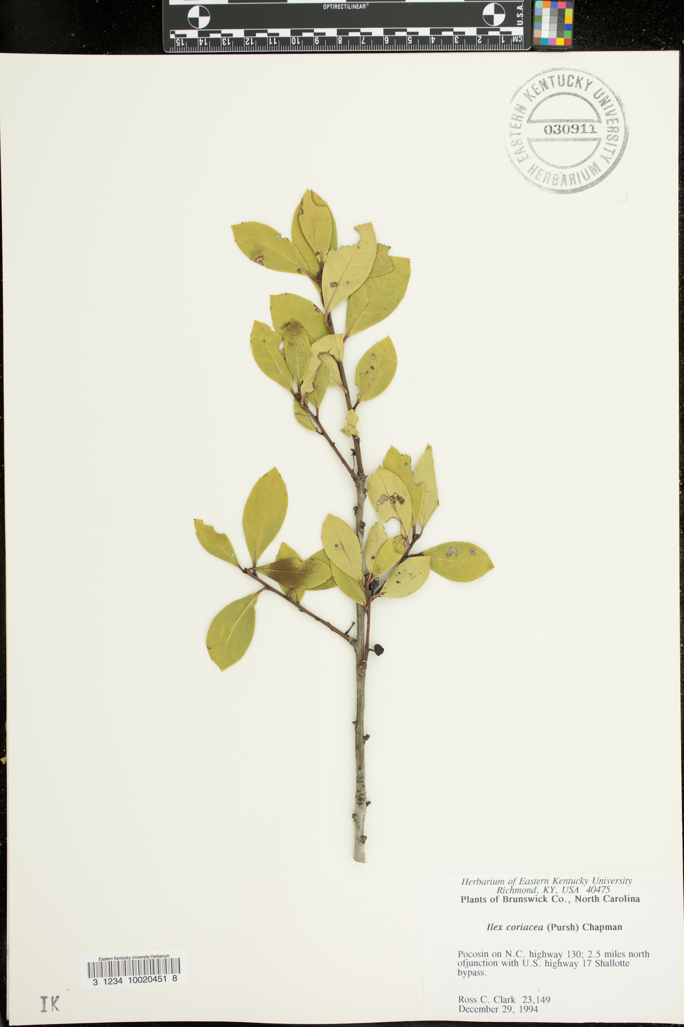 Ilex coriacea image