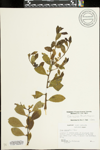 Ilex coriacea image