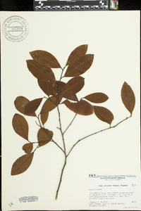 Ilex coriacea image