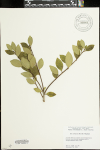 Ilex coriacea image