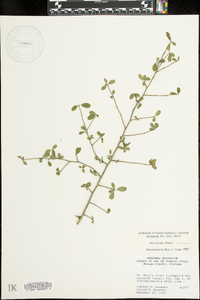 Ilex curtissii image