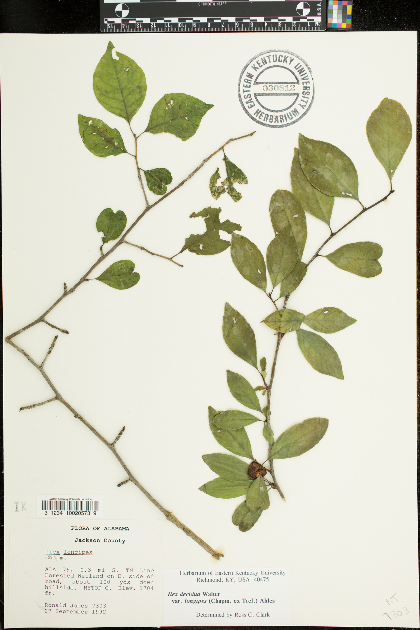 Ilex decidua subsp. longipes image