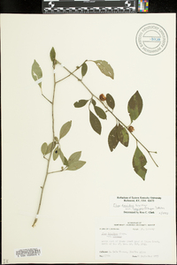 Ilex longipes image