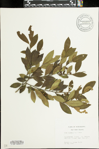 Ilex coriacea image