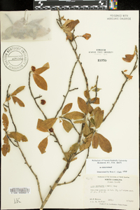 Ilex laevigata image