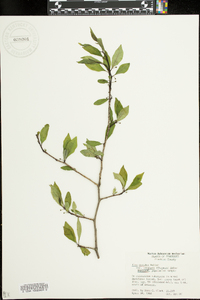 Ilex longipes image