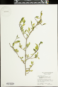 Ilex longipes image