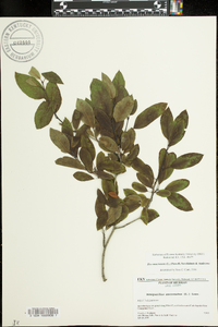 Ilex mucronata image