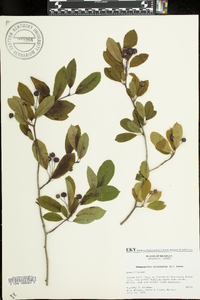 Ilex mucronata image