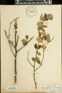 Ilex mucronata image