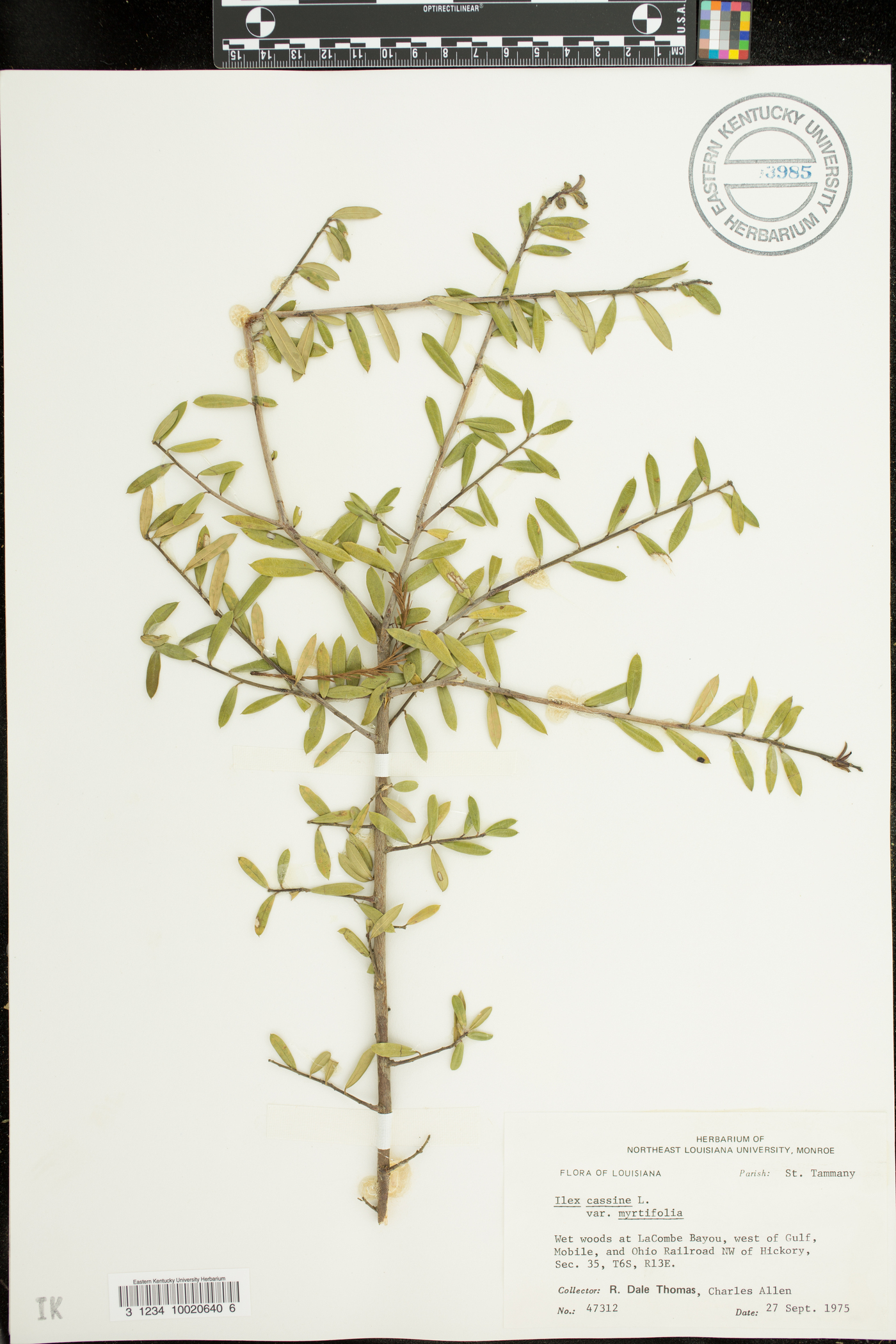 Ilex cassine subsp. myrtifolia image