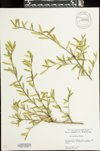 Ilex myrtifolia image